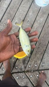Southern Yellowtail