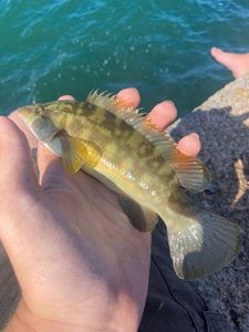 Ballan Wrasse
