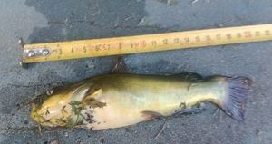 Brown Bullhead