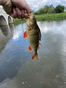 European Perch