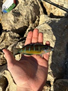 Ornate Wrasse