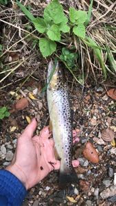 Brown Trout