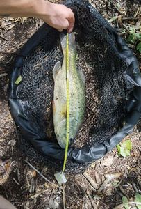 Largemouth Bass