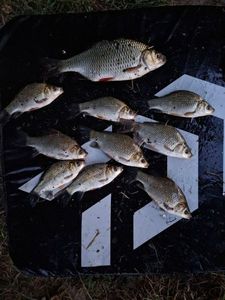 Crucian Carp
