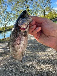 Rainbow Trout