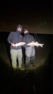 European Bass (Seabass)