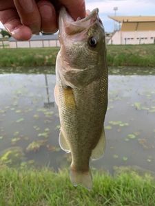 Largemouth Bass