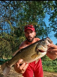 Largemouth Bass