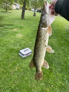 Northern Pike