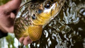 Brown Trout