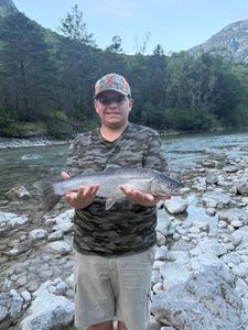 Brown Trout