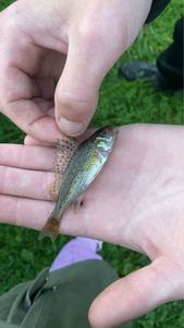 Zander