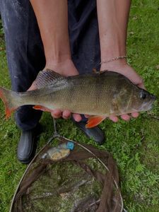 European Perch
