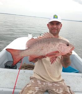 African Red Snapper