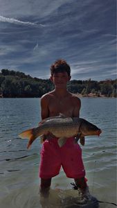 Common Carp
