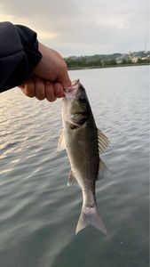 European Bass (Seabass)