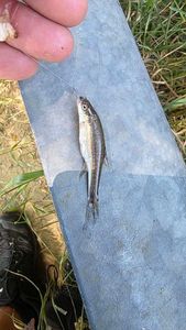 Common Minnow