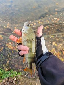 European Perch