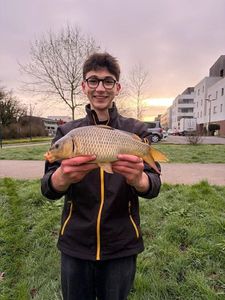 Common Carp