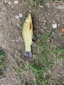 Tench