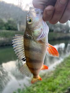 European Perch