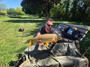Common Carp