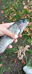 Rainbow Trout