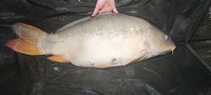 Mirror Carp