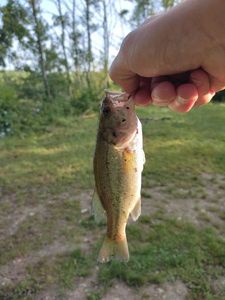 Largemouth Bass