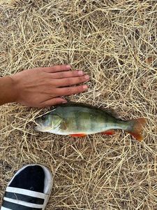 European Perch
