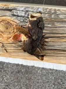 Brown Scorpionfish