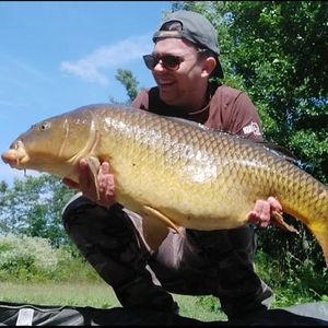 Common Carp