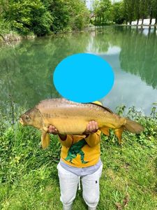 Mirror Carp