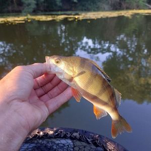 European Perch