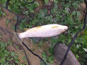 Brown Trout