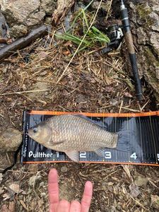 Crucian Carp