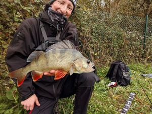 European Perch