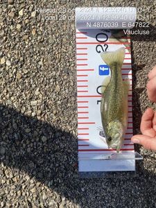 Largemouth Bass