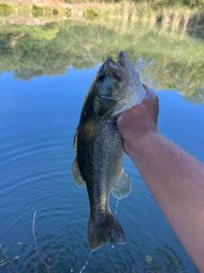 Largemouth Bass