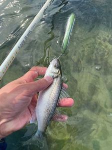 European Bass (Seabass)