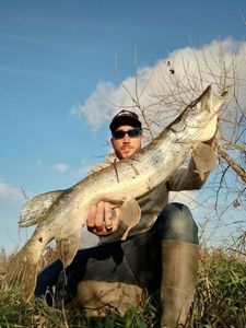 Northern Pike