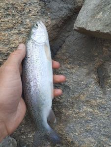 Rainbow Trout