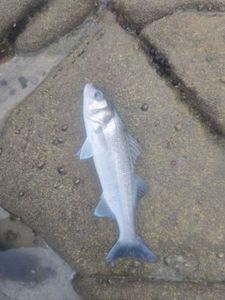 European Bass (Seabass)