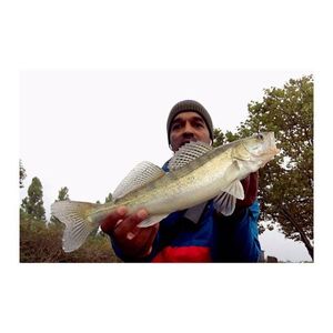 Zander
