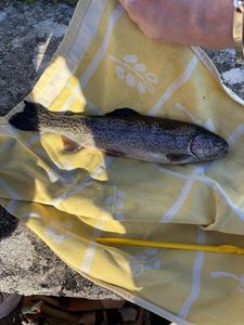 Rainbow Trout