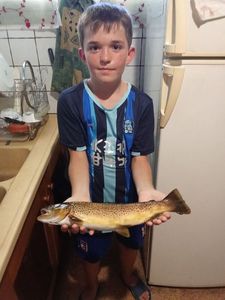 Brown Trout