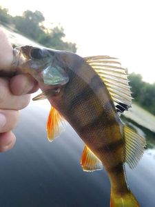 European Perch