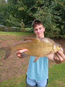 Common Bream