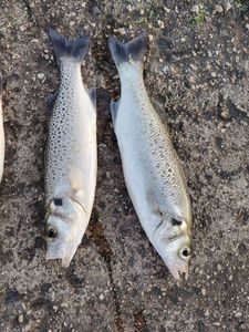Spotted Seabass