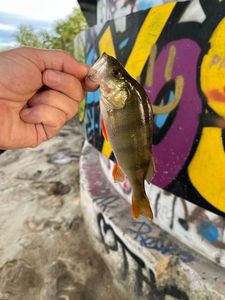 European Perch